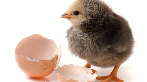 Freshly hatched chick and its broken shell