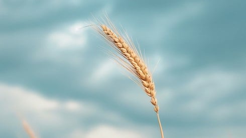 A wheat stalk in front of a cloudy blue sky