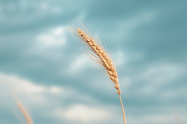 A wheat stalk in front of a cloudy blue sky