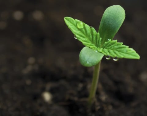Marijuana Seedling In Soil
