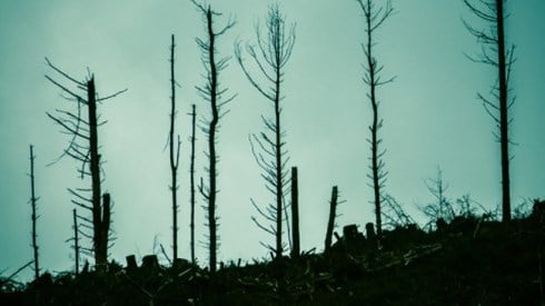 Landscape of dead burned trees against a greenish-blue sky