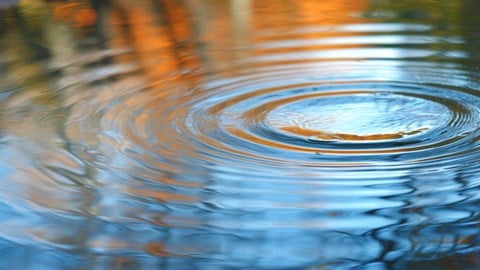 Ripples moving out in a circular pattern on the surface of a pond