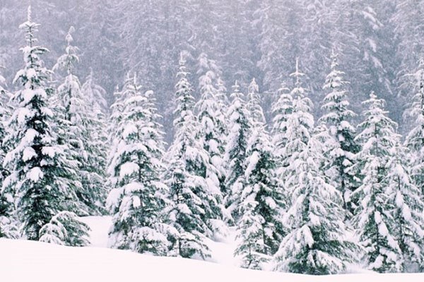 Snow covered pine trees on a mountainside with the ground covered in snow drifts