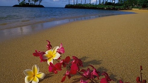 Hawaiian flowers on a sandy beach with palm trees, gentle waves, and an island against blue partly cloudy skies