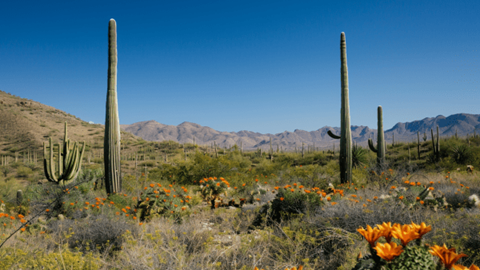 Arizona desert with cactus and scrub brush