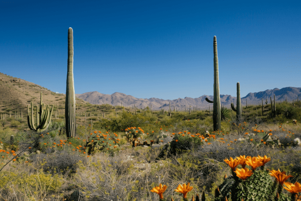 Arizona desert with cactus and scrub brush