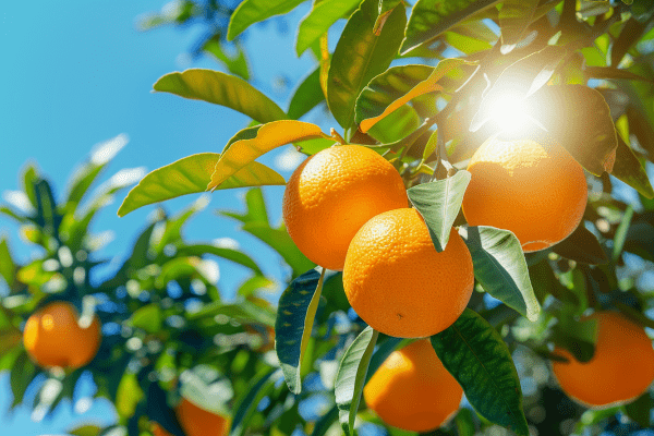 Closeup of oranges growing in a tree on a sunny day 