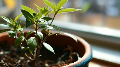 Indoor houseplant growing in a pot that is sitting next to a window