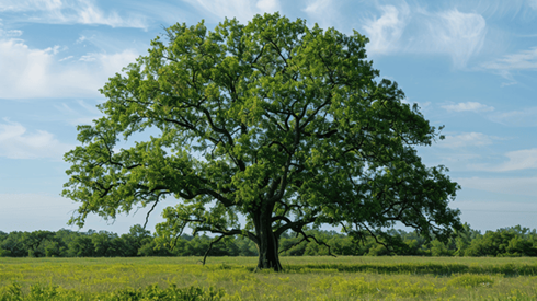 A strong tree stands alone in a field