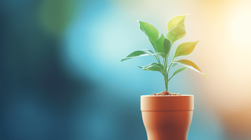 A potted plant sitting on a table and growing