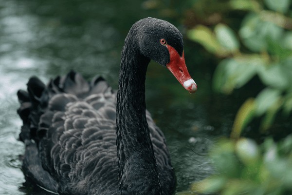 A black swan swimming in a pond