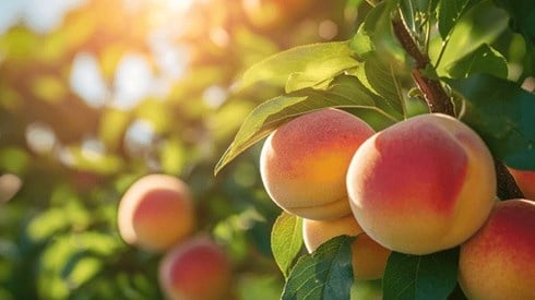 Ripe peaches on a peach tree on a sunny day