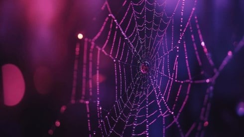 A closeup of a spider web