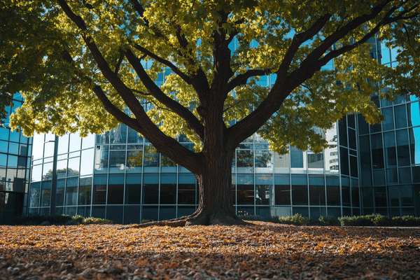 A large tree growing in front of an office building