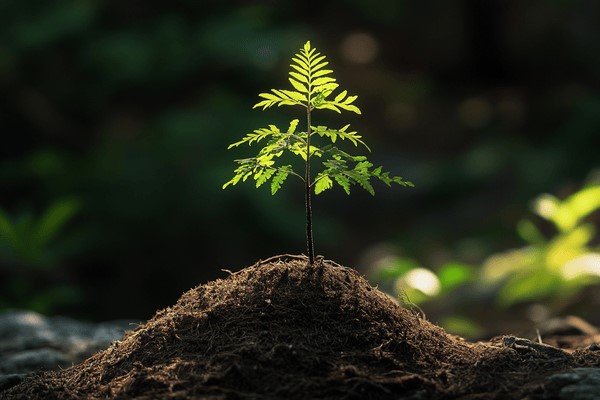 A tree seedling growing up out of a mound of soil