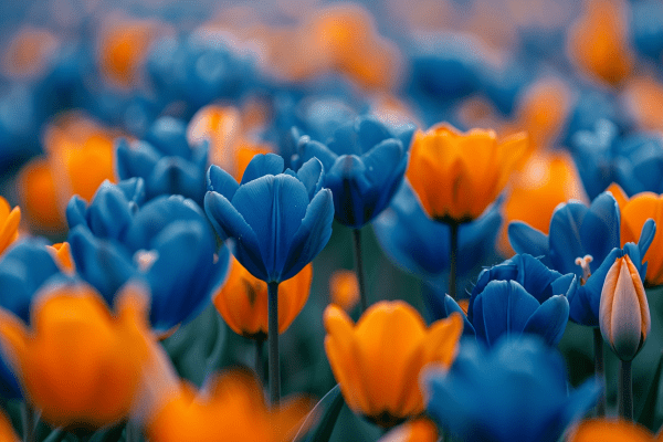 A field of orange and dark blue tulips
