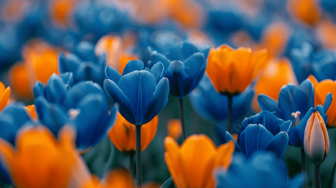 A field of orange and dark blue tulips
