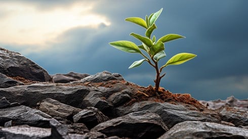 Sapling Emerging from Rocky Ground with Clouds Breaking in Background Illustrating Thriving in Difficult Conditions