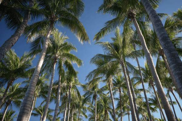 A view from below of a grove of palm trees growing tall