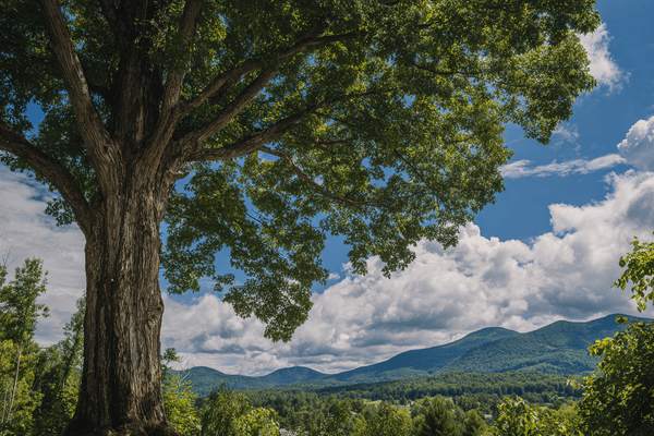 A large maple tree with mountains in the background