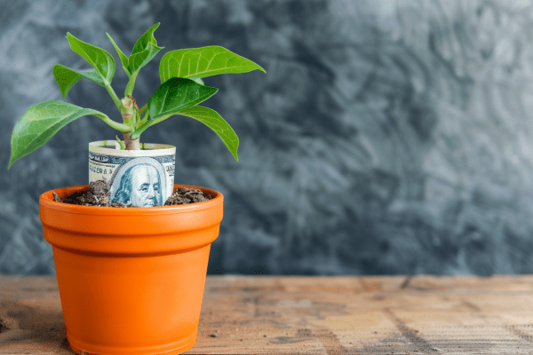 A potted plant with a hundred dollar bill wrapped around its trunk