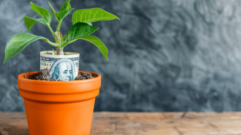 A potted plant with a hundred dollar bill wrapped around its trunk