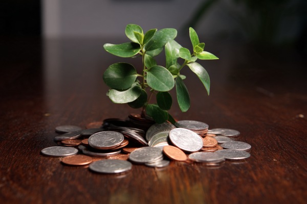 A green plant growing out of a pile of coins