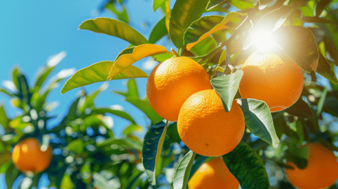 Closeup of oranges growing in a tree on a sunny day