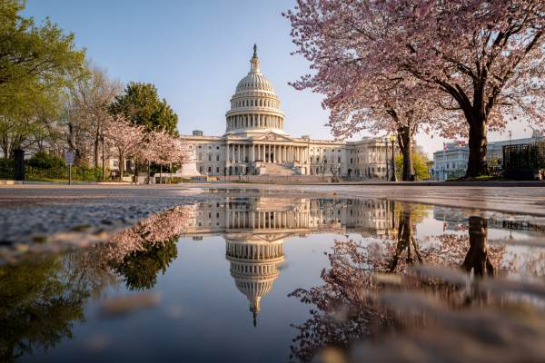 US capitol building and reflection in water on the concrete walkway with blooming cherry blossom trees