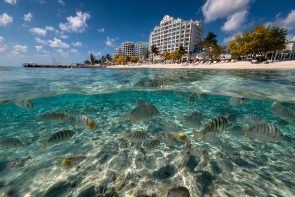 tropical fish underwater on a Cayman Islands beach in front of a large white hotel on a bright sunny day.