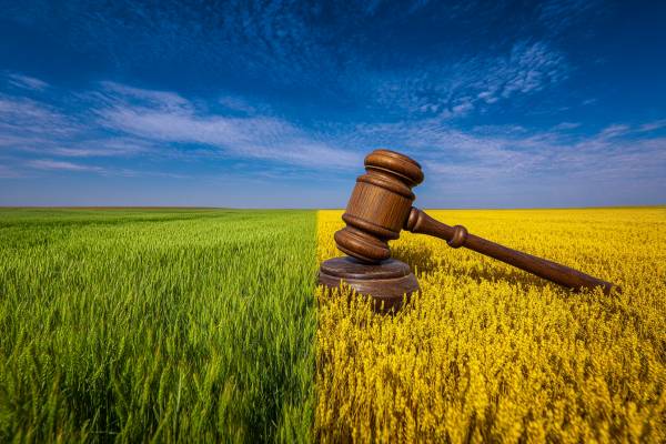 wheatfield in half green and half gold with an oversized legal gavel in the middle