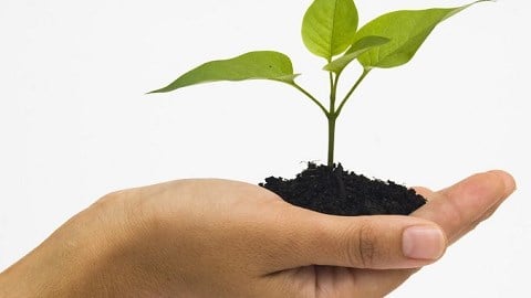 Hand holding dirt with small green plant in it