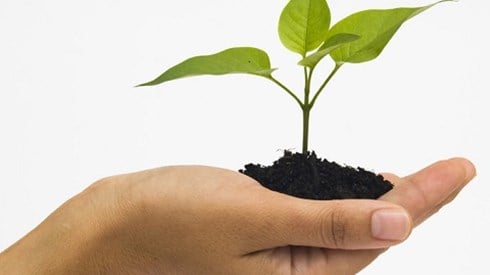 Hand holding dirt with small green plant in it
