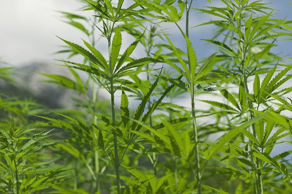 Closeup of a cannabis plant in a farm with blue sky and clouds in background