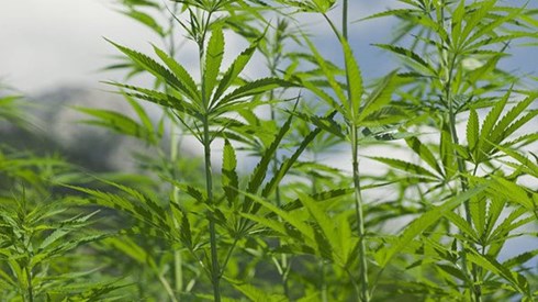 Closeup of a cannabis plant in a farm with blue sky and clouds in background