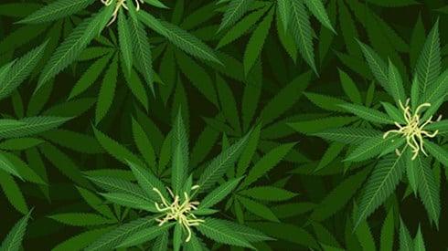 Marijuana Leaves