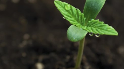 Marijuana Seedling In Soil