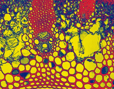 Plant Cells Close Up