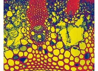 Plant Cells Close Up