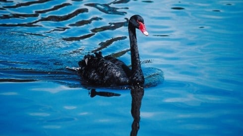 A black swan with a red beak floating gracefully on blue rippling water