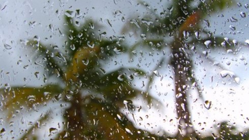 Palm Trees In Hurricane Through Window