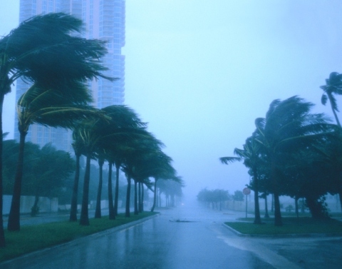 Rain swept boulevard and with wind bending palm trees in the median and a highrise building on the side