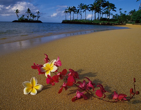 Hawaiian flowers on a sandy beach with palm trees, gentle waves, and an island against blue partly cloudy skies