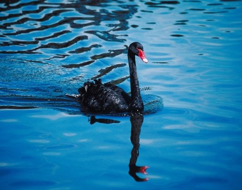 A black swan with a red beak floating gracefully on blue rippling water