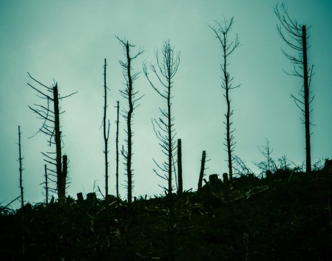 Landscape of dead burned trees against a greenish-blue sky