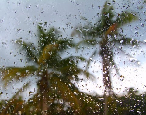 Palm Trees In Hurricane Through Window