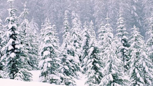 Snow covered pine trees on a mountainside with the ground covered in snow drifts