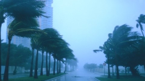 Rain swept boulevard and with wind bending palm trees in the median and a highrise building on the side
